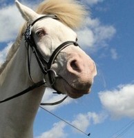 写真の一部を強調する方法