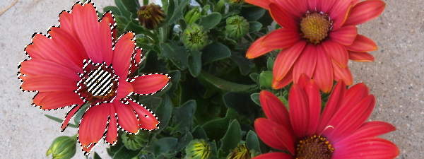 ファジー選択ツール