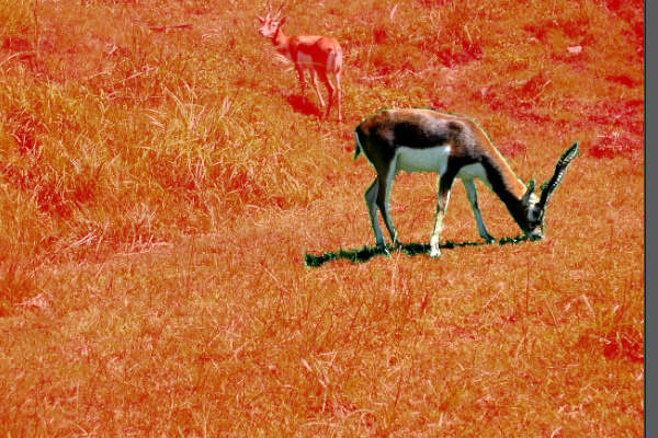 12. 未選択部分を塗る