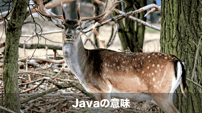 javaの意味