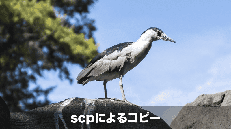 scpによるコピー