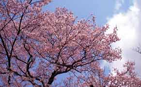 �T���v���Q