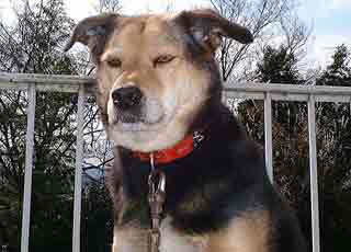 �X���C�h�V���[�ɂ��䂪�Ƃ̃y�b�g�������Љ�Ă��܂�